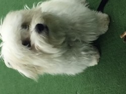 Coton de Tulear