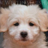 Purebred CFC Registered Coton de Tulear puppies for sale