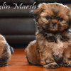 CKC Registered SHIH TZU puppies for sale