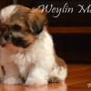 CKC Registered SHIH TZU puppies for sale