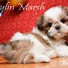 CKC Registered SHIH TZU puppies for sale