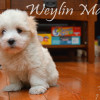 CFC Registered Purebred Coton de Tulear Puppies for Sale