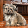 CKC Registered Purebred SHIH TZU puppy for sale