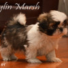 Purebred CKC Registered SHIH TZU puppies