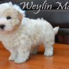 CFC Registered Purebred Coton de Tulear Puppies for Sale