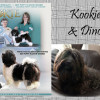 Kookie & Dino - CKC Registered Purebred Havanese