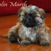 CKC Registered Purebred Shih Tzu puppies for sale