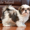 CKC Registered Purebred Shih Tzu puppy