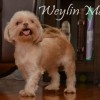 CKC Registered Imperial Shih Tzu