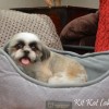 CKC Registered Imperial Shih Tzu