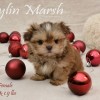 CKC Registered Imperial Shih Tzu