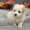 CFC Registered COTON DE TULEAR puppies for Sale