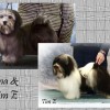 CKC Registered Purebred Havanese puppies for sale