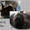 CKC Registered Purebred Havanese puppies for sale from Champion Lines