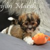 CKC Registered Havanese puppy for sale