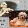 CKC Registered Purebred Havanese puppies for sale from Champion Lines