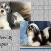 Canadian Kennel Club Champion Havanes puppies for sale