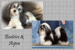 Canadian Kennel Club Champion Havanes puppies for sale