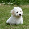CKC Registered Havanese puppy for sale