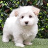 CFC Registered Purebred Coton de Tulear puppies for sale