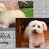 CFC Purebred Coton de Tulear puppies for sale