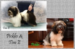 CKC Registered Purebred Havanese puppy for sale
