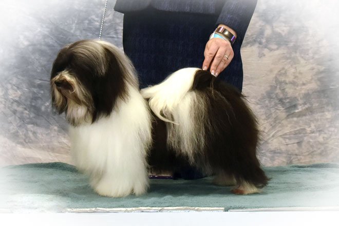 Havanese PurdyPuppy Connecting Well Bred Puppies with Families