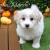Registered Purebred Coton de Tulear puppies for sale
